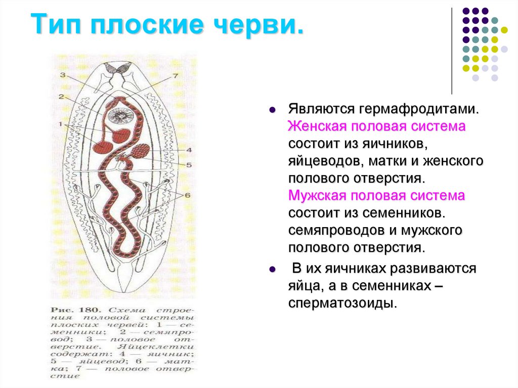 Презентация продление рода органы размножения 7 класс презентация