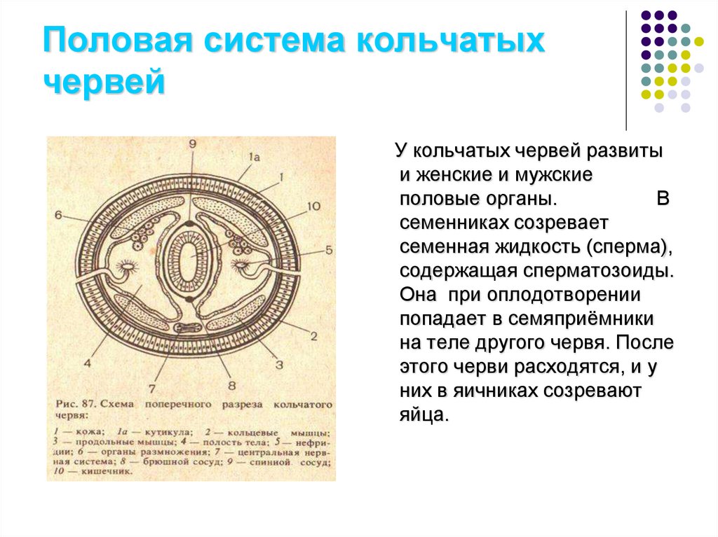 Продление рода органы размножения презентация