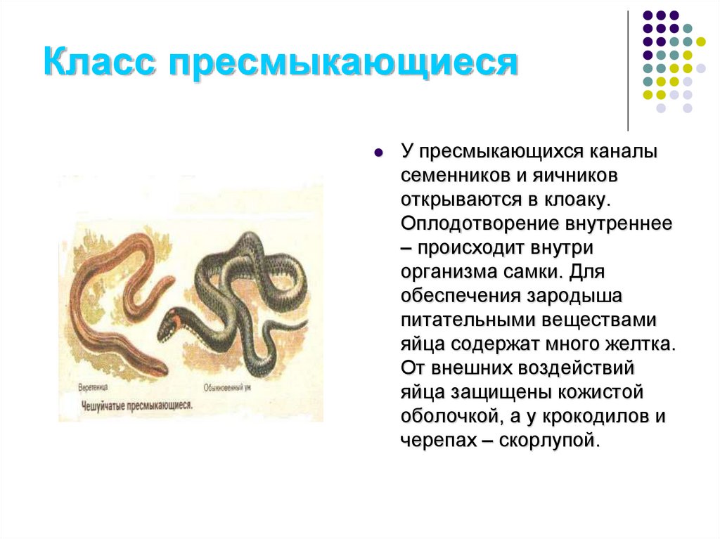 Органы размножения 7 класс презентация