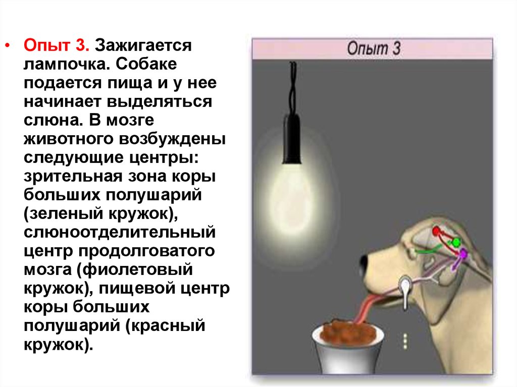 Эксперимент на трех человеках. Опыт с собакой и лампочкой. Собака эксперимент с лампой. Эксперимент лампа зажигается. Эксперимент с лампочкой и лампочкой собакой.