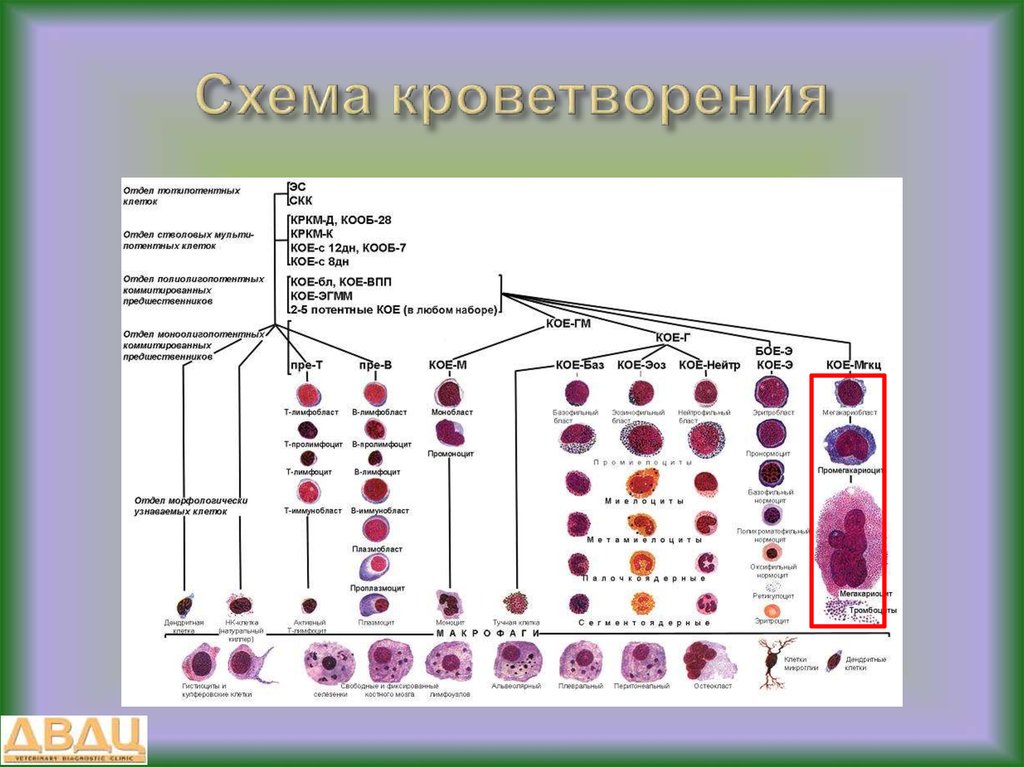 К 4 классу клеток в схеме кроветворения относятся