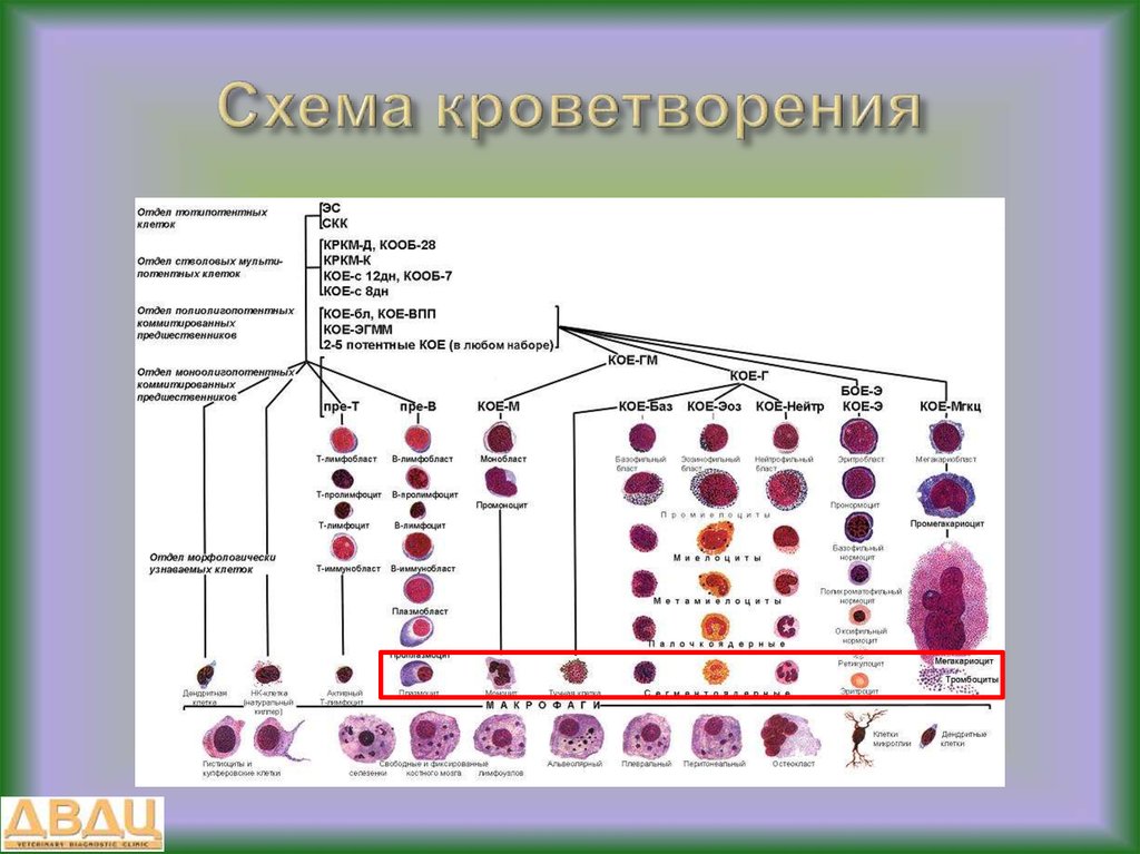 Особенности развития клеточных элементов белой крови схема миело и лимфопоэза