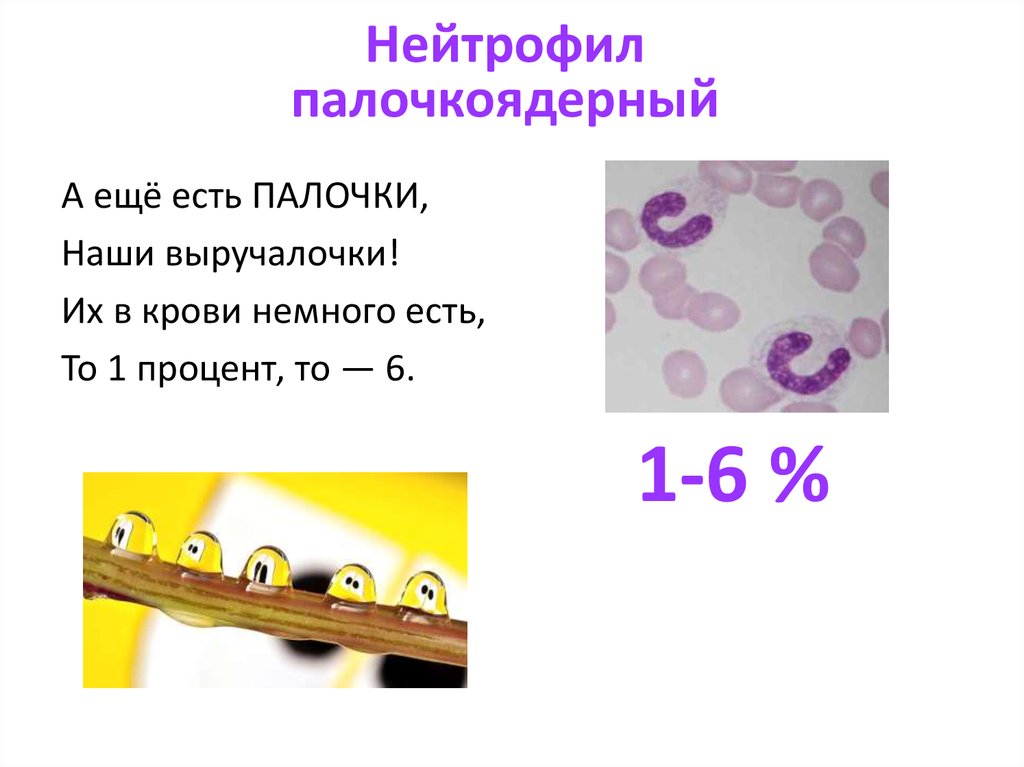 Есть палочка 1. Палочкоядерные гранулоциты. Морфология палочкоядерных нейтрофилов. Палочка ядерный нейтрофил 6. Число юных палочкоядерных нейтрофилов.