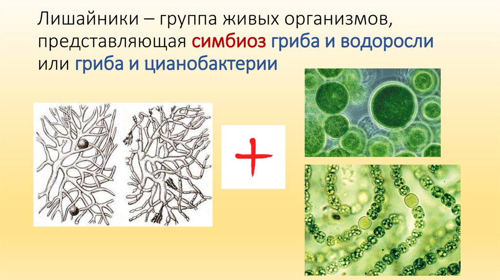 Цианобактерии встречаются в составе лишайников