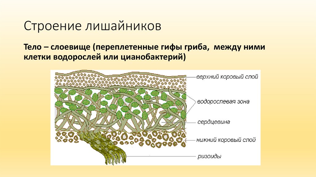 Функция водорослей в лишайнике. Строение слоевища лишайника. Схема слоевища лишайника. Строение кустистого лишайника. Строение лишайника слоевща.