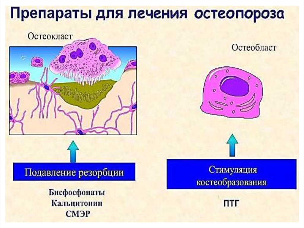 Остеокласты и остеобласты функции. Остеокласты функции и месторасположение. Функцию остеобластов стимулирует. Роль гликозидаз в обновлении межклеточного матрикса.