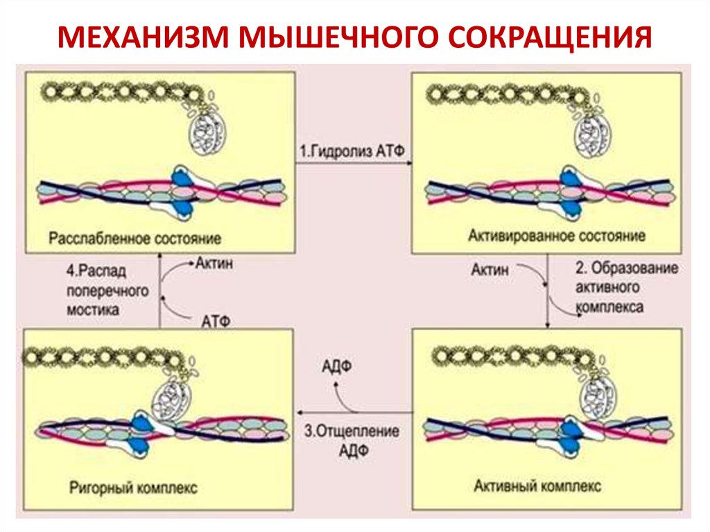 Актин ткань. Механизм сокращения мышечного волокна актин и миозин. Биохимические механизмы сокращения и расслабления мышц. Механизм сокращения скелетных мышц. Молекулярный механизм мышечного сокращения скелетной мышцы.