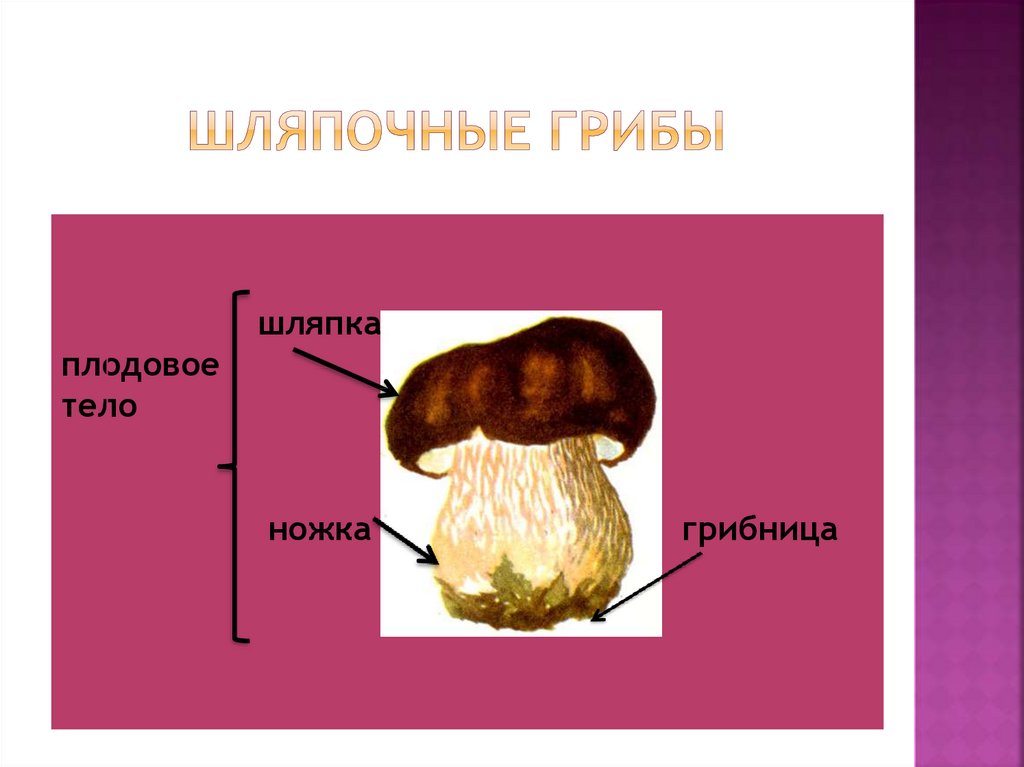 Плодовое тело шляпочного гриба образовано