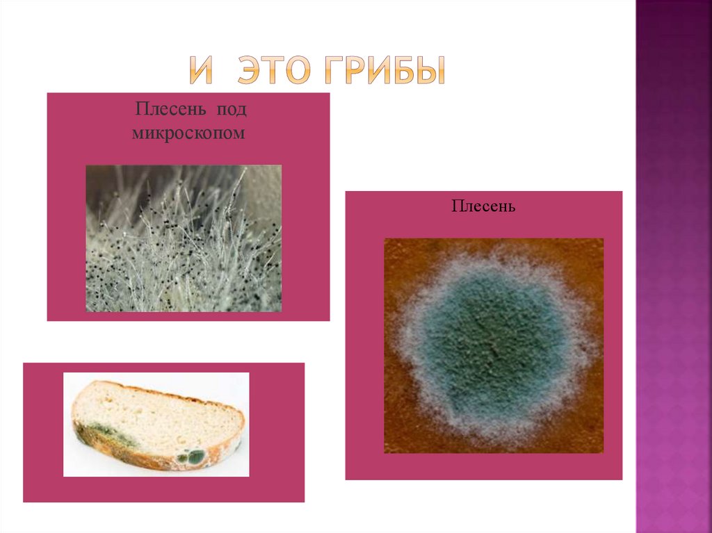 Рисунок плесени на хлебе 5 класс