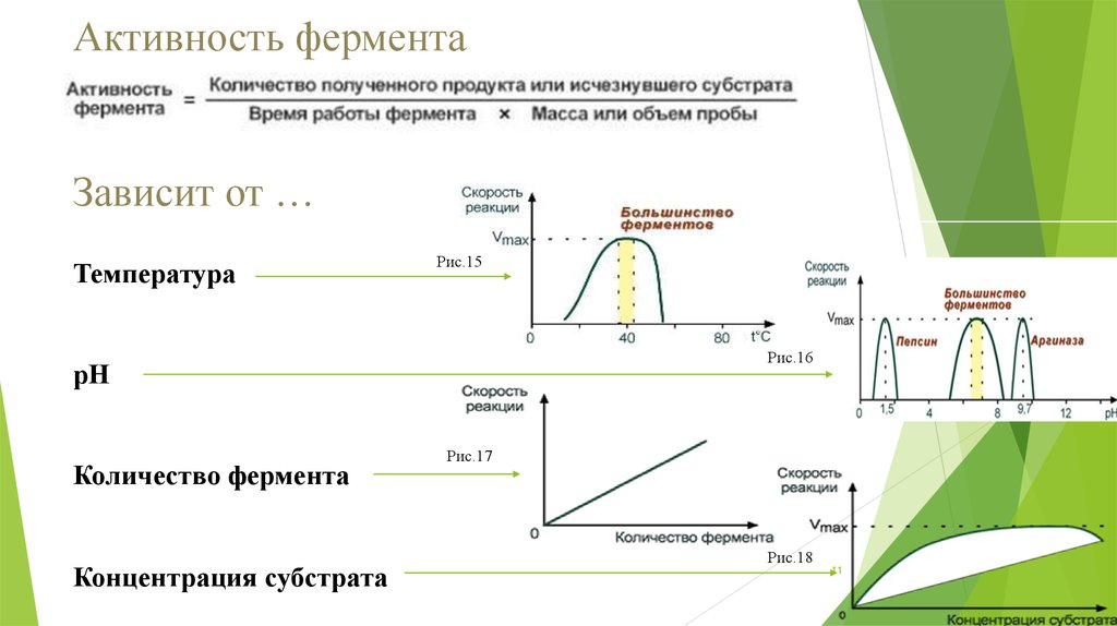 Графики активности ферментов. Ферментативные реакции примеры. Ферментативная активность. Зависимость активности ферментов от количества фермента. Зависимость скорости ферментативных реакций от различных факторов.