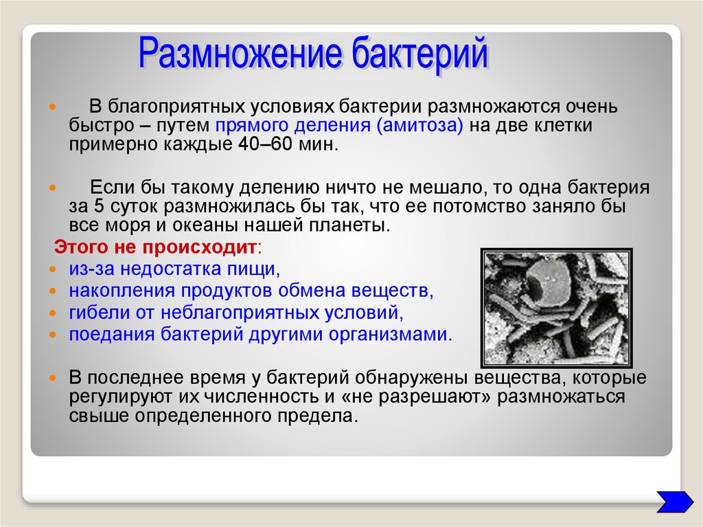 Как размножаются бактерии. Условия размножения бактерий. Благоприятные условия для размножения бактерий. Размножение бактерий в неблагоприятных условиях. Условия для размножения микроорганизмов.