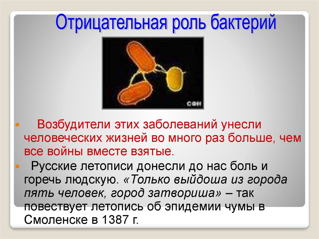 Бактерии в природе 5 класс. Отрицательная роль бактерий. Отрицательная роль микроорганизмов. Отрицательная роль микроорганизмов в жизни человека. Положительная и отрицательная роль бактерий.