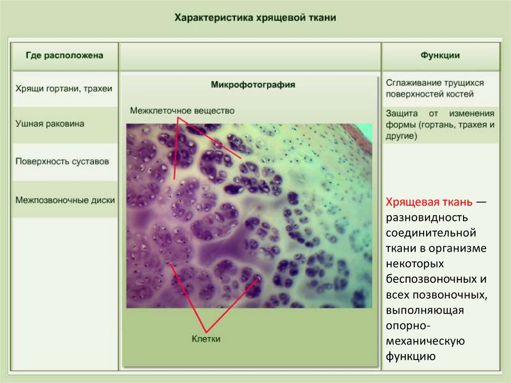 Хрящевая ткань презентация