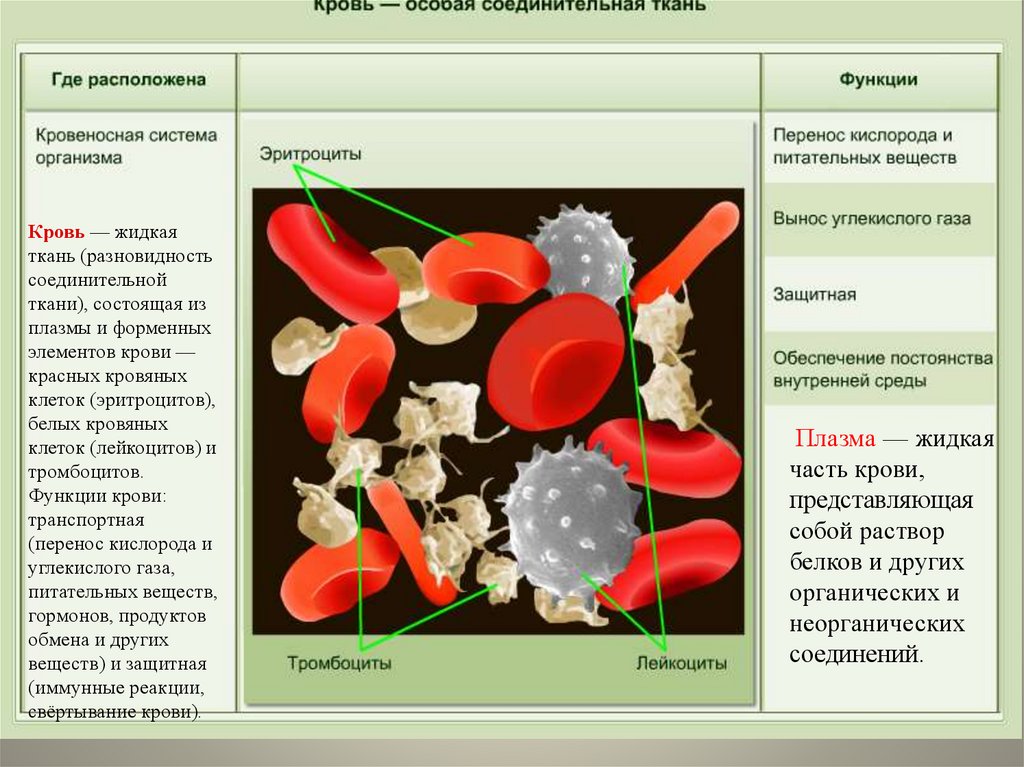 Каковы функции изображенной на картинке ткани в организме