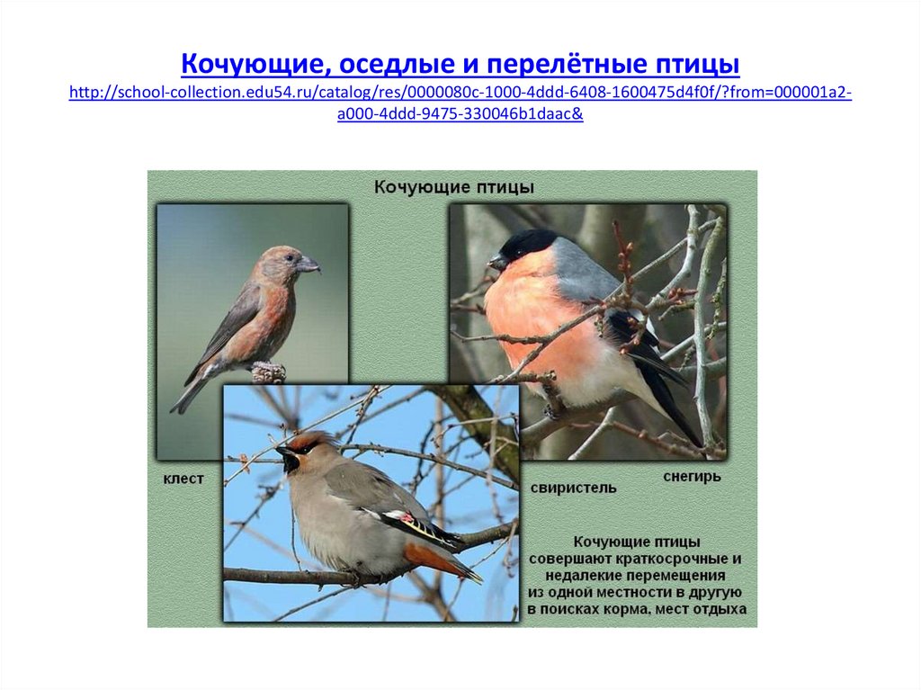 Птицы липецка фото с названиями и описанием