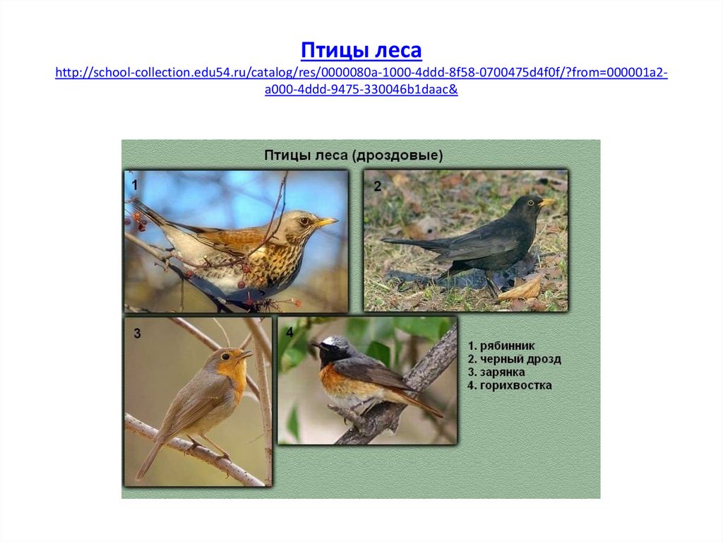 Названия экологических групп птиц. Птицы леса. Группы птиц леса. Экологические группы птиц птиц. Экологическая группа птицы леса.