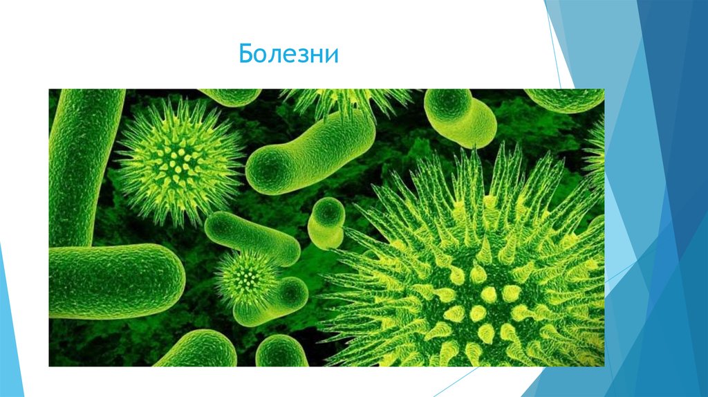 Бактериальное заболевание 5 класс. Бактерии 5 класс. Многообразие бактерий. Разнообразие бактерий. Бактерии 5 класс биология.