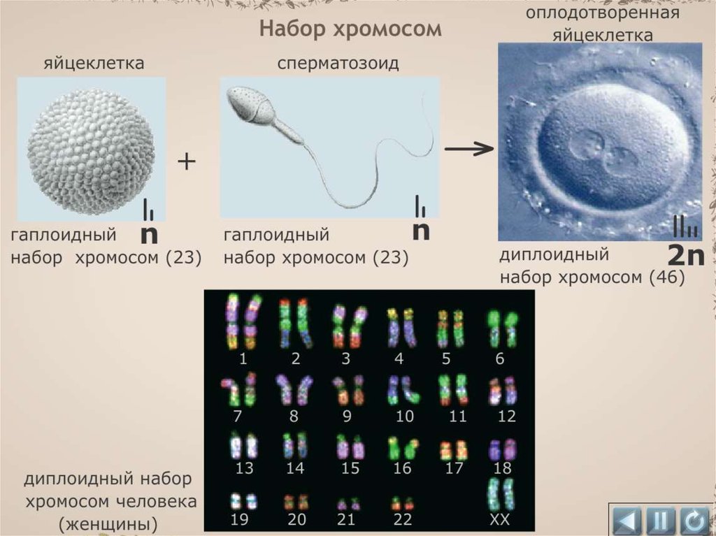 В яйцеклетке человека содержится 23 хромосомы