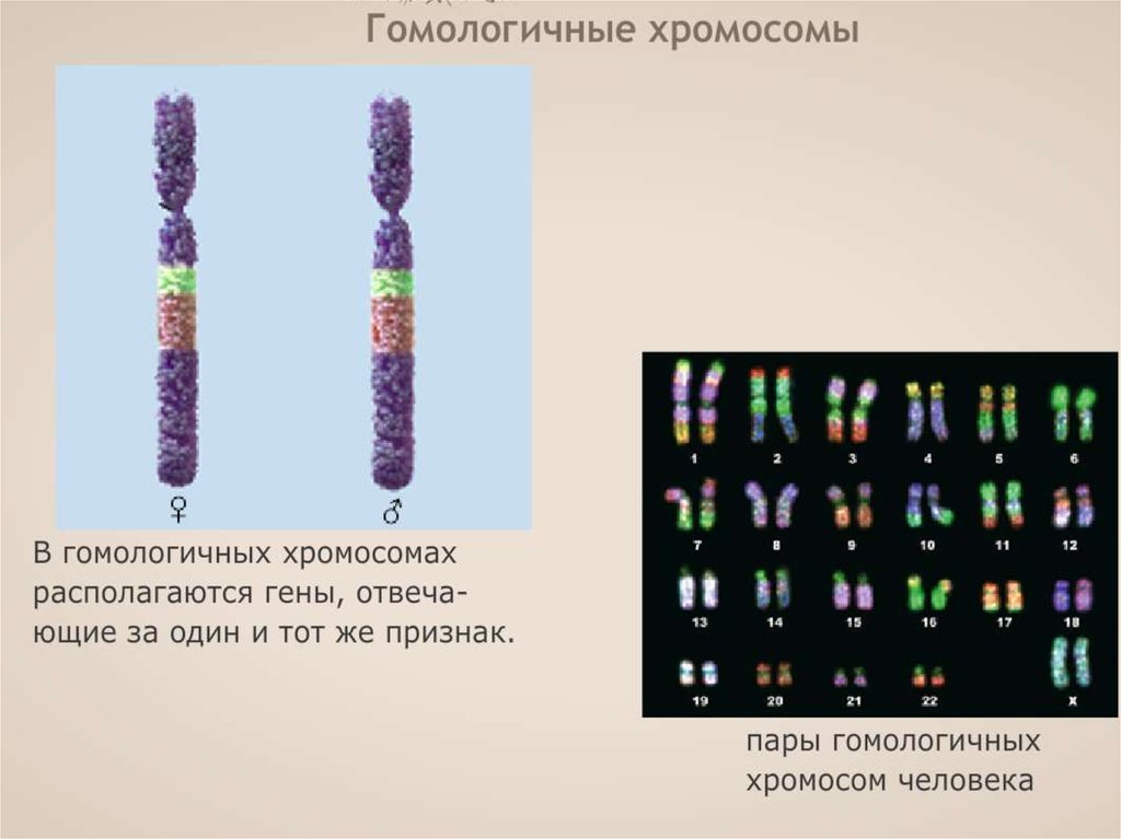 Образование четырех клеток образование однохроматидных хромосом. Двухроматидная хромосома строение. Гомологичные хромосомы строение. Гомологичные и негомологичные хромосомы. Пары гомологичных хромосом.