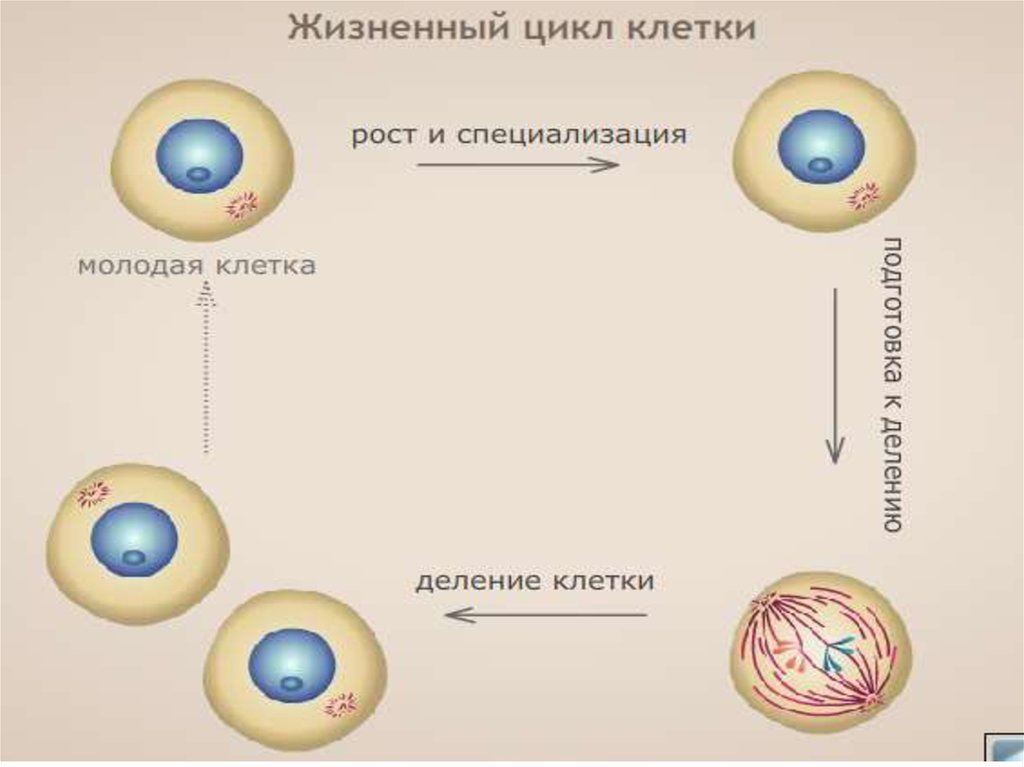 Клеточным циклом называется