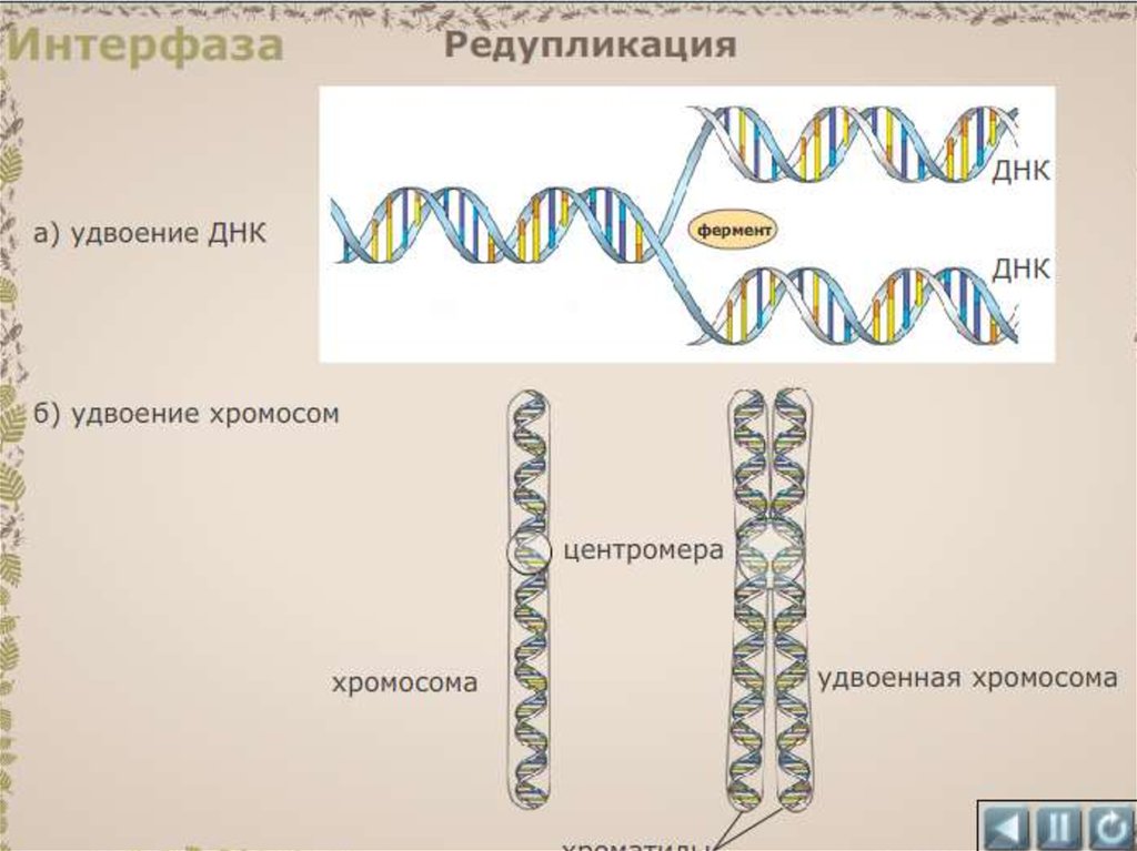 Редупликация днк. В интерфазе происходит удвоение ДНК. Удвоение хромосом. Удвоение хромосом происходит в. Репликация ДНК В интерфазе.