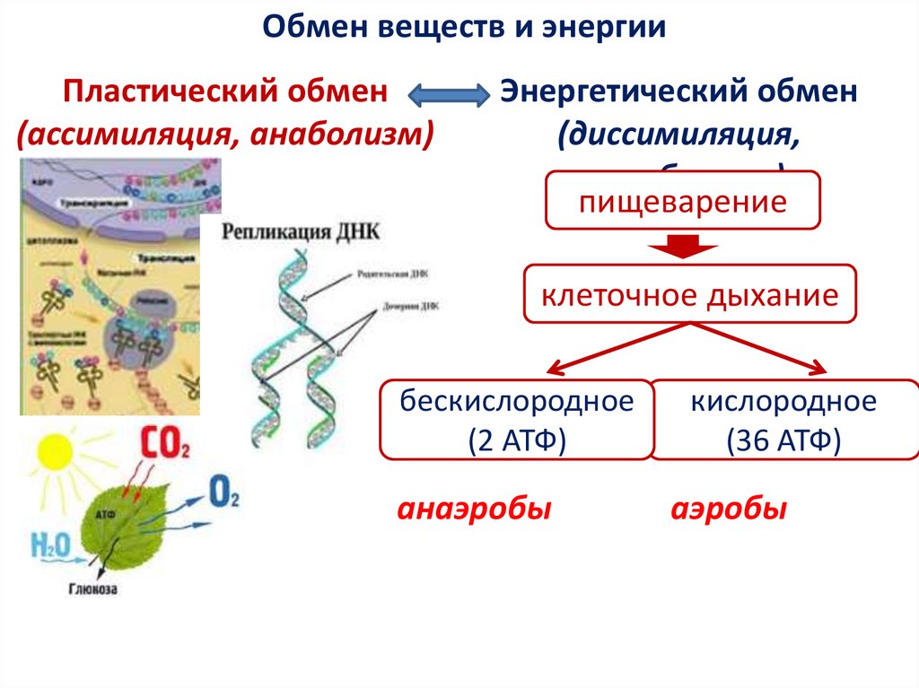 Клеточным циклом называется