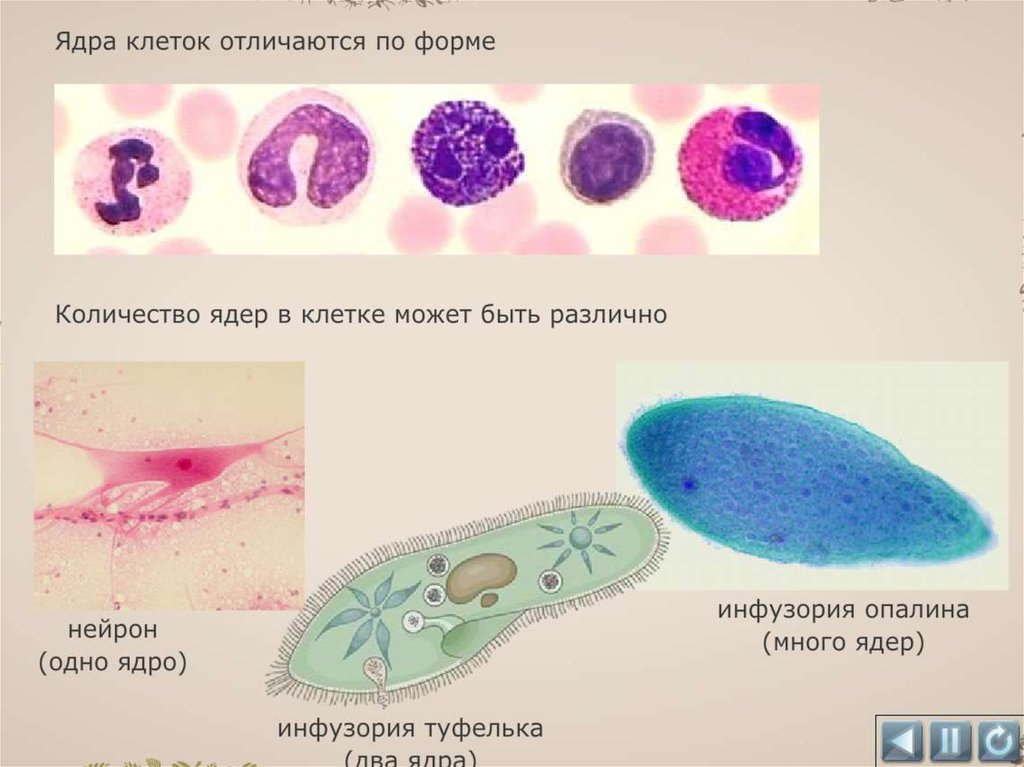 Несколько ядер. Одноядерные и многоядерные клетки. Двуядерные и многоядерные клетки. Клетки каких организмов многоядерные. Многоядерные клетки человека.