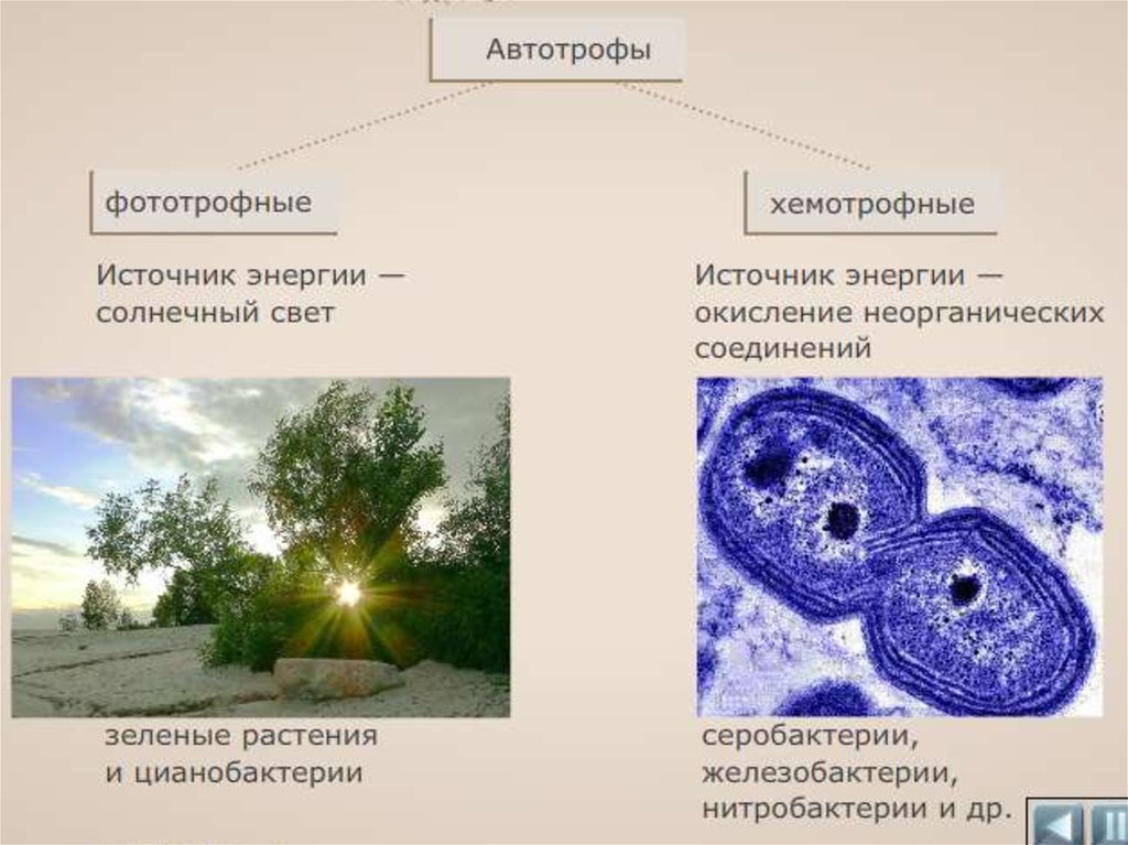 Низшие растения хемотрофы. Автотрофные бактерии фототрофы хемотрофы. Автотрофы источник энергии. Серобактерии автотрофы. Цианобактерии автотрофы.