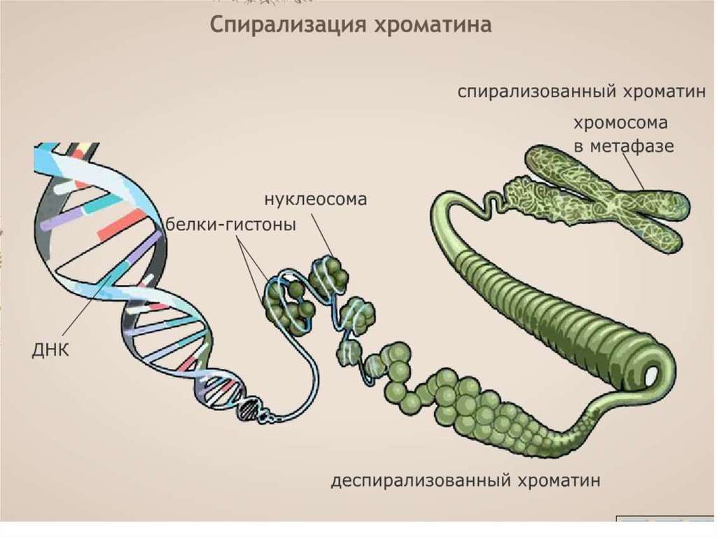 Стадии спирализации хромосом. Спирализация хромосом. ДНК хроматин хромосома. Спирализированные и неспирализированные хромосомы. Сперализованная хромосома.