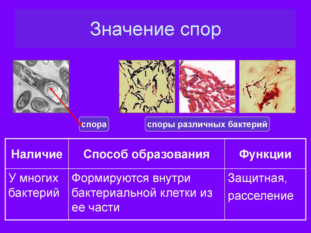 С помощью спор бактерии