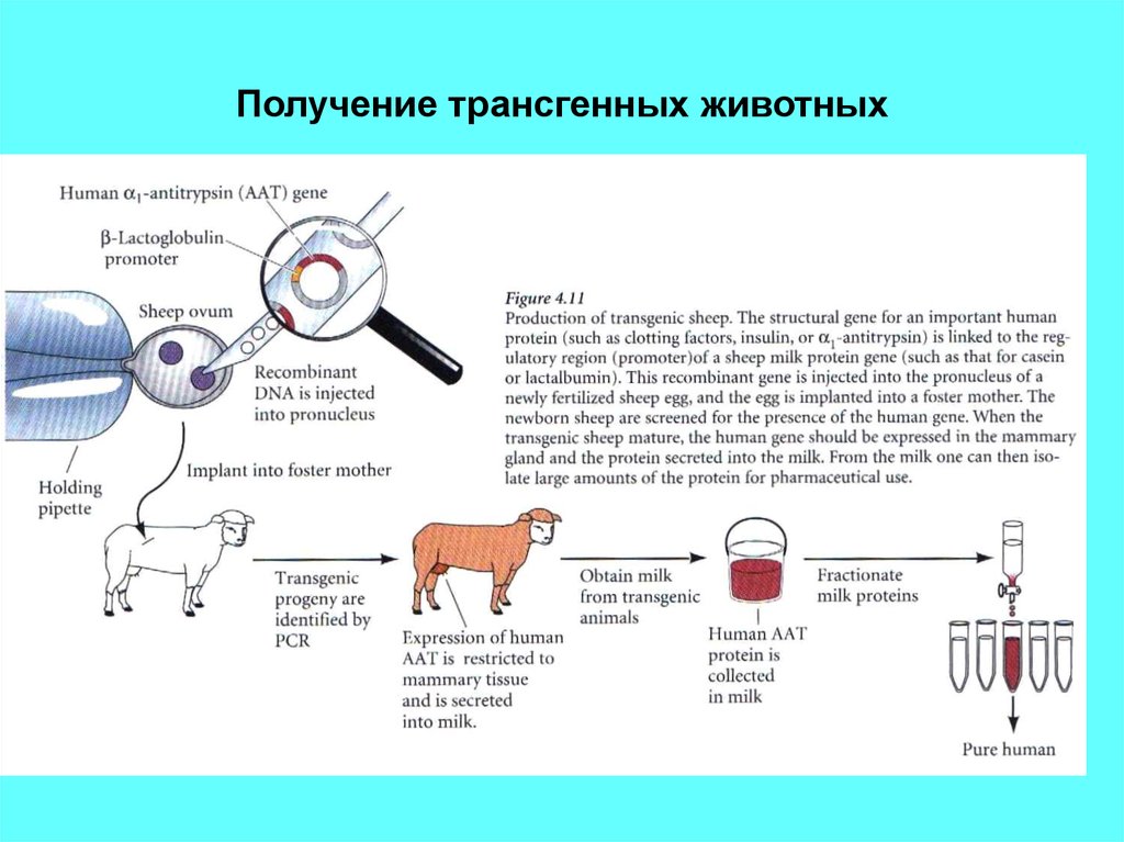 Схема получения трансгенного животного