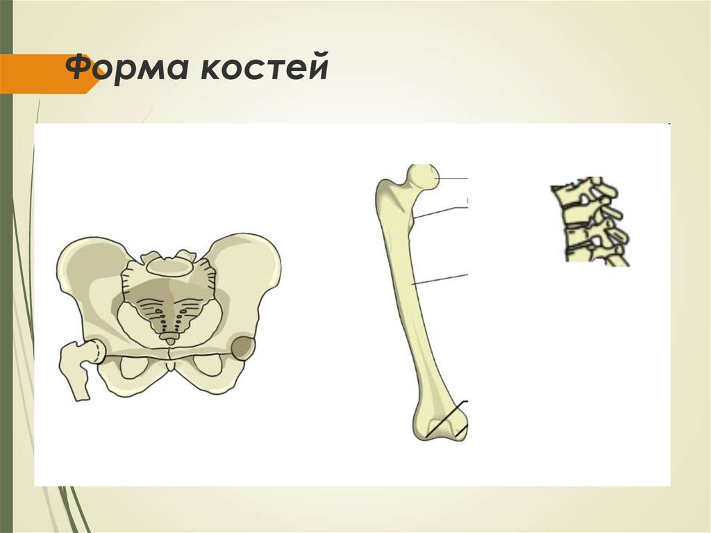 Формы костей. Свойства кости. Форма косточки. Физические свойства кости. Изменение формы кости