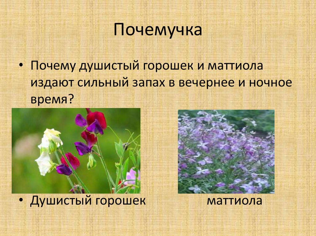 Замени слово душистый. Цветковое растение с сильным ароматом. Какие цветы пахнут сильнее. Цветы которые сильно пахнут вечером. Какие цветы сильно пахнут.