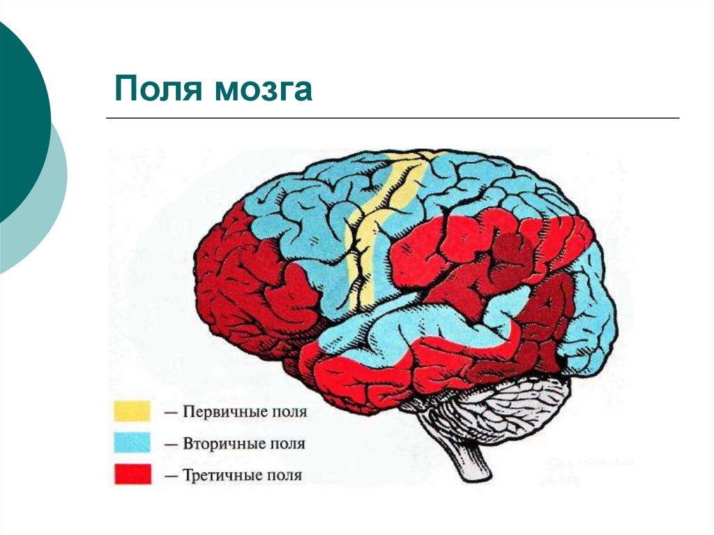 Вторичные поля мозга. Третичные зоны коры головного мозга.