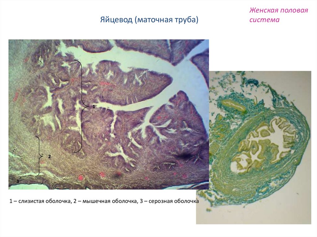 Яйцевод. Серозная оболочка яйцевода. Яйцевод это маточные трубы. Мышечная оболочка яйцевода. Яйцеводы система.
