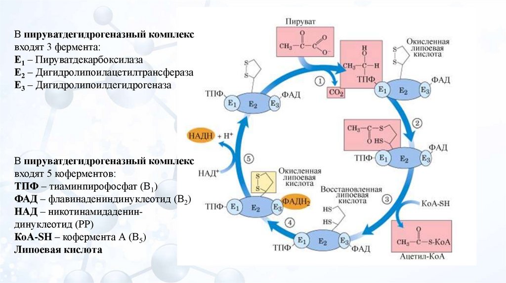 Цикл кребса в митохондриях. Цикл Кребса схема в митохондриях. Пируватдегидрогеназный комплекс строение. Механизм пируватдегидрогеназного комплекса. Регуляторные ферменты цикла Кребса.