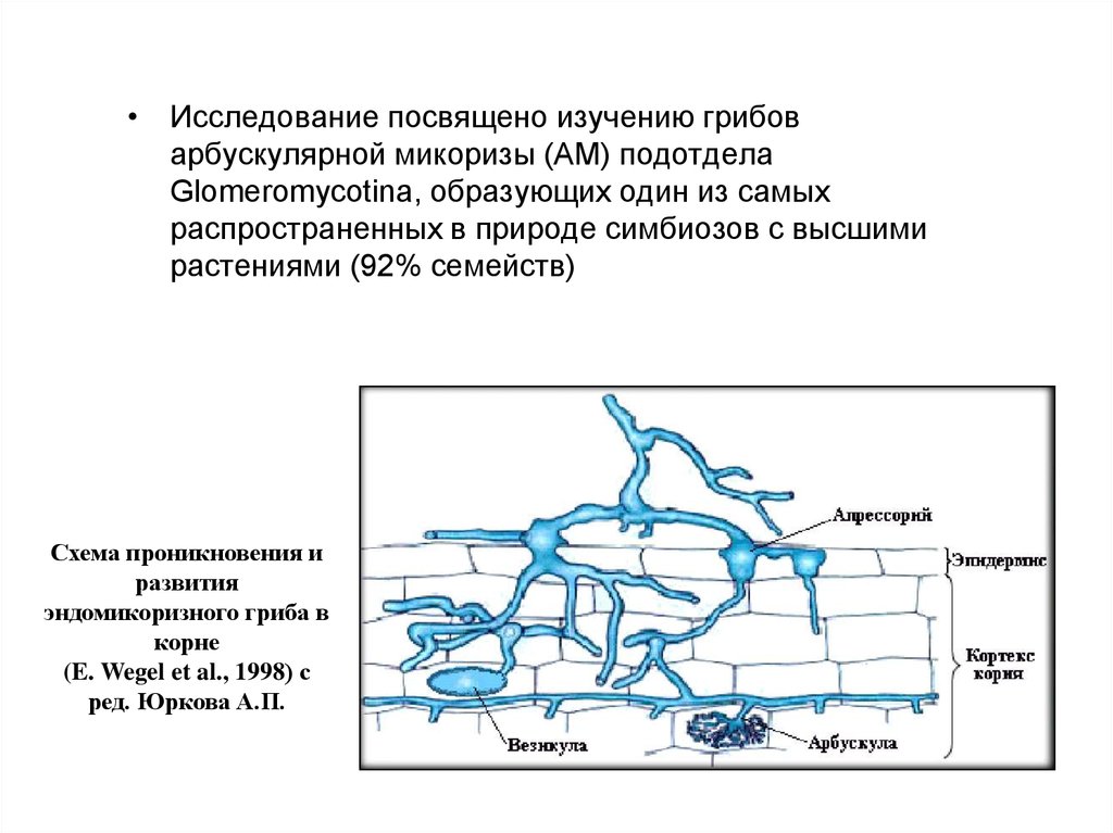 Исследование посвящено. Проникновение сзади схема. Арбускулярной микоризы. Грибы образующие арбускулярную микоризу. Генетика развития арбускулярной микоризы.