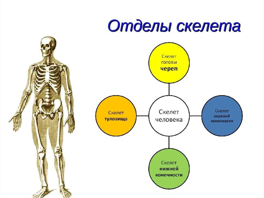 Презентация на тему скелет