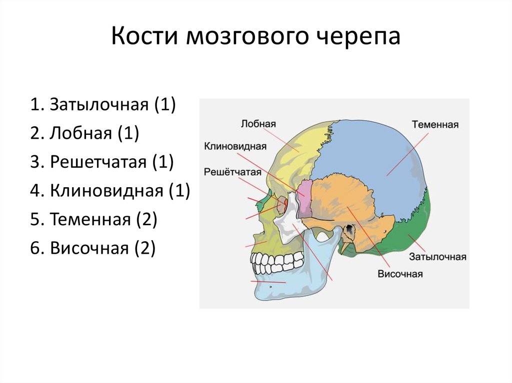 Кости мозгового черепа строение
