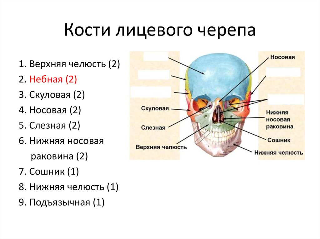 Полости в костях черепа