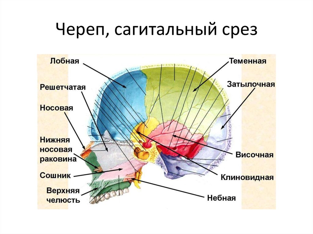 Строение черепа фото