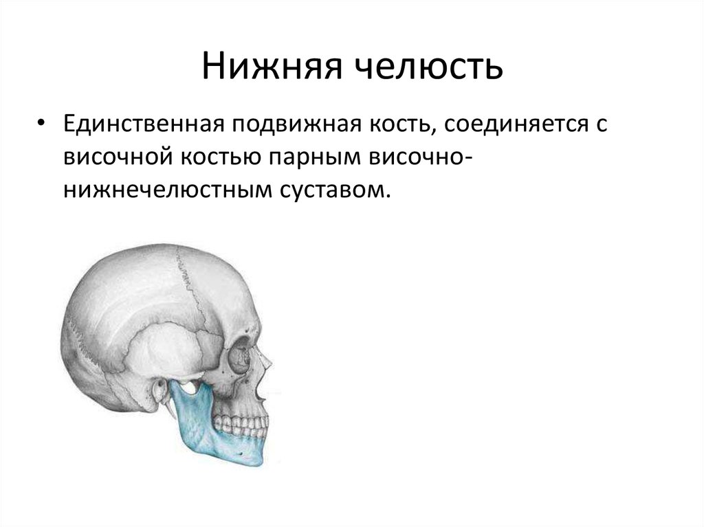 Соединение нижнечелюстной и височной кости. Соединение нижней челюсти с височной костью. Соединение нижней челюсти с черепом подвижно. Тип соединения костей челюсти. Височная и нижнечелюстная кости подвижные.