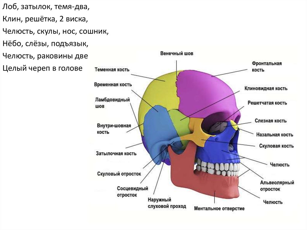 Строение Головы Человека Фото