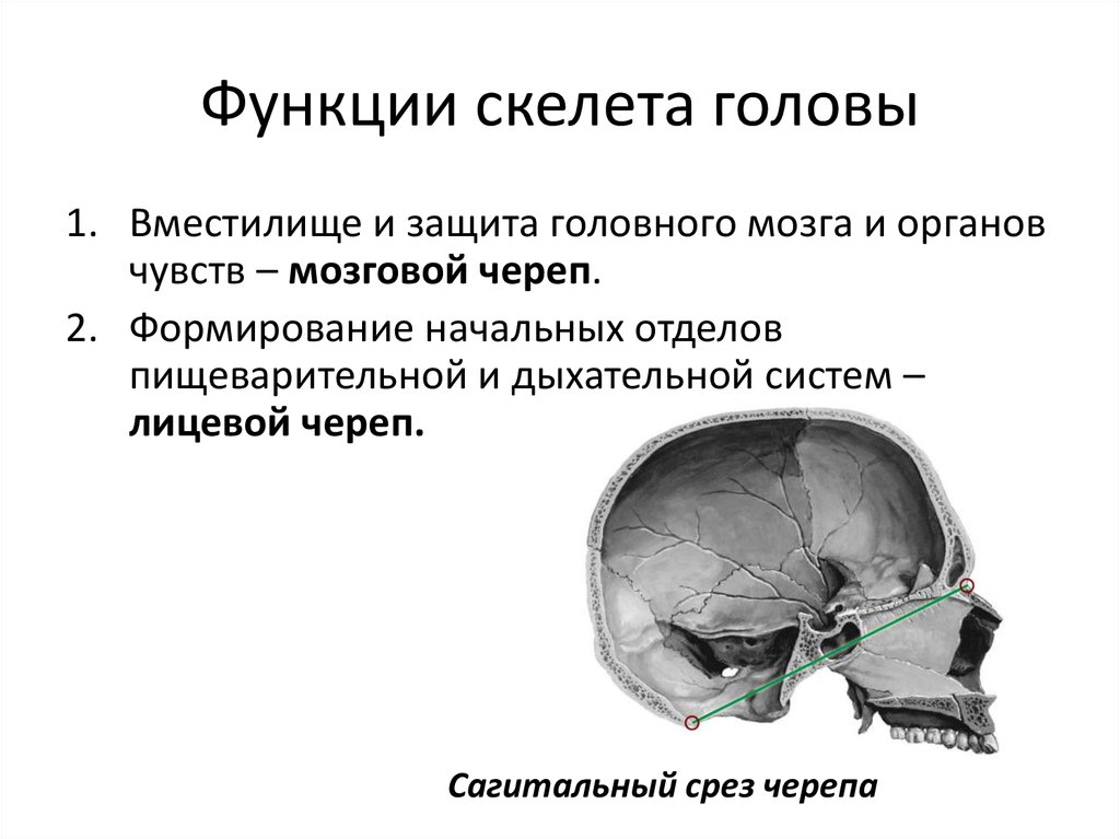 Скелет головы функции. Функции мозгового и лицевого отделов черепа. Функции мозгового отдела черепа человека. Отдел череп мозговой отдел функции. Функции костей мозгового отдела черепа человека.