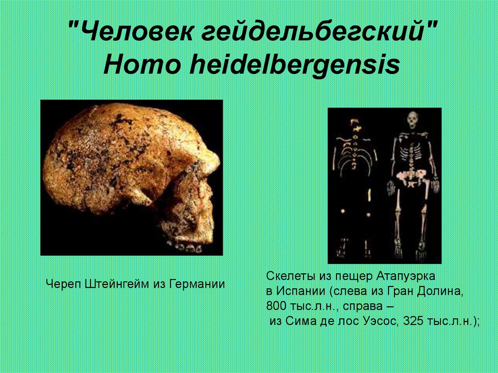 Архантропы особенности строения. Homo Heidelbergensis объем мозга. Древнейшие люди архантропы. Этапы эволюции человека презентация находки. Архантропы внешний вид.