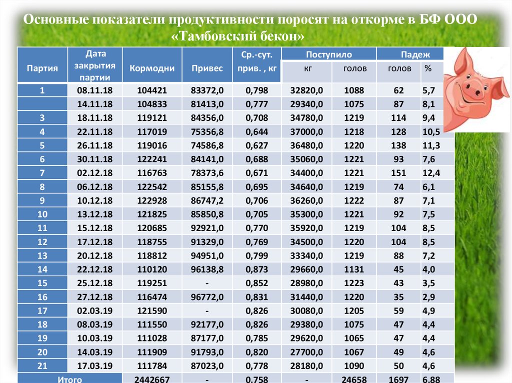 Продуктивность свиноматки