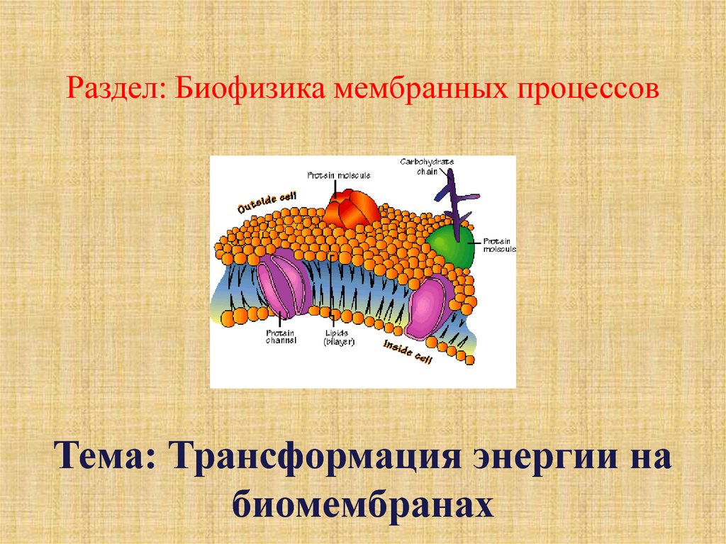 Презентация по биофизике