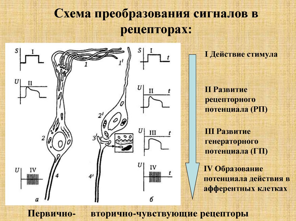 Сигналы рецепторов. Механизм формирования рецепторного потенциала схема. Рецепторный потенциал физиология схема. Потенциал действия в рецепторе. Образование рецепторного потенциала.