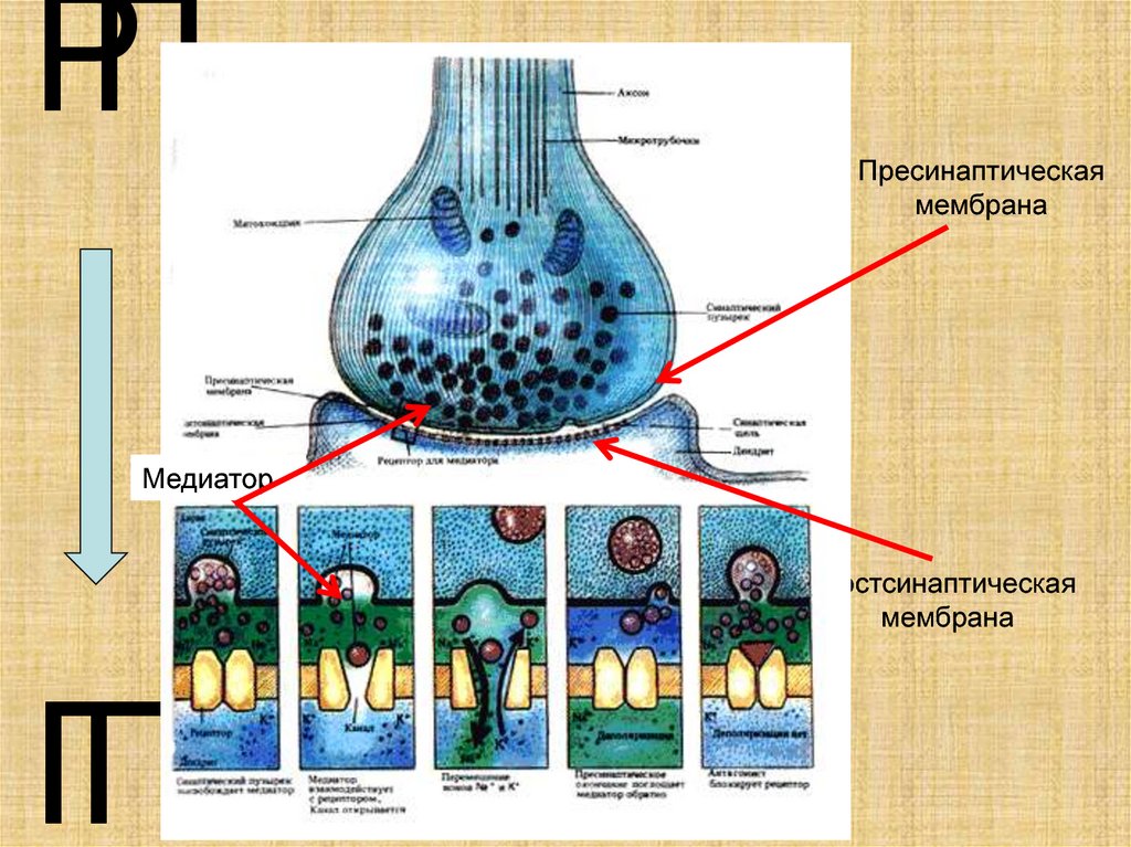 Нейромедиатор в синапсе. Схема химического синапса везикула. Строение синапса везикулы. Выброс нейромедиаторов в синаптическую щель. Схема Аксон и пресинаптическая мембрана.