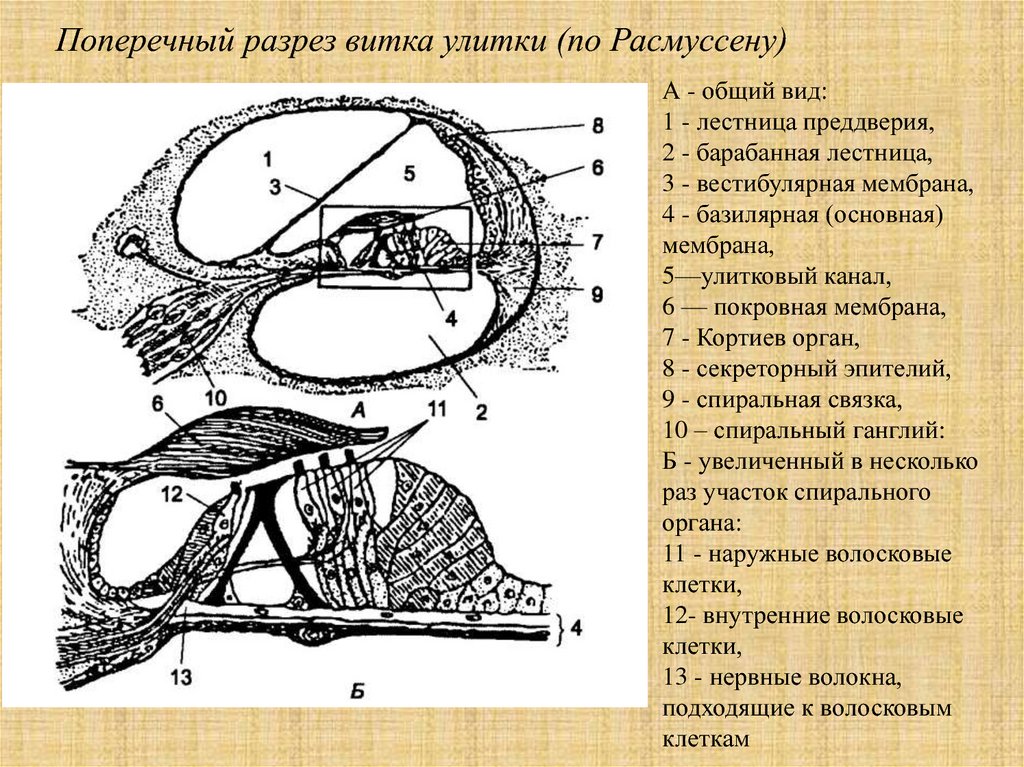 Аксиальный срез улитки схема строения спирального органа кортиев орган